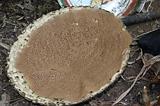 Ethiopia - Preparazione del kotcho pane tradizionale - 16